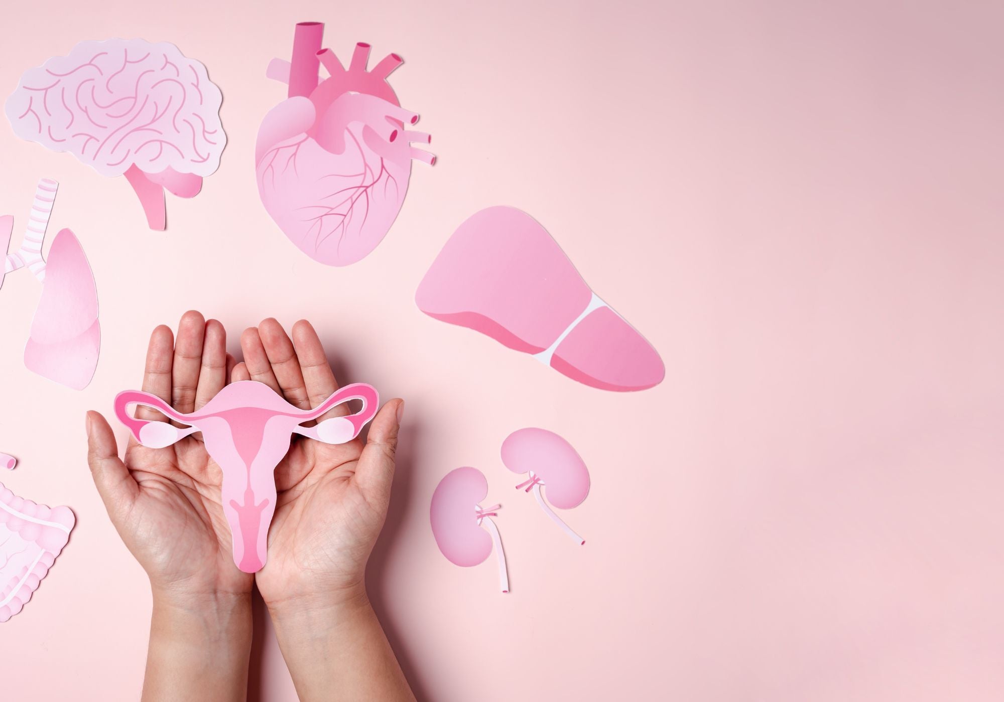 Paper Womb in hands and paper organs around